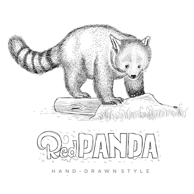 vector red panda looking cute. hand drawn animal illustration