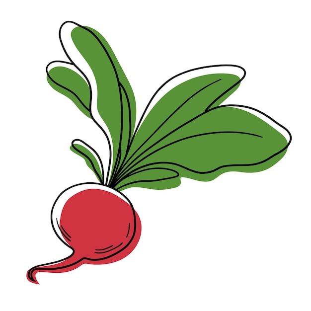 Vector red radish. Stylized radish. Vegetable vector isolated. Vegetable icon. Radish icon.