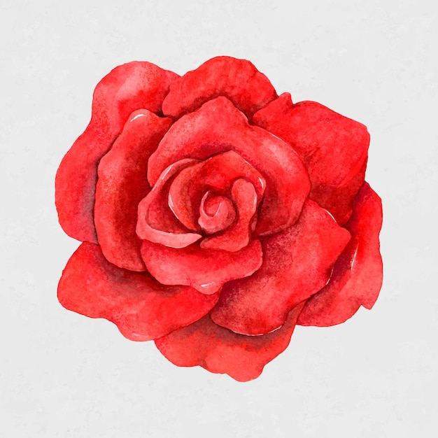 Clipart dell'annata del fiore della rosa rossa di vettore