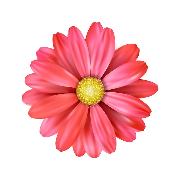 vector a red sunflower on white background