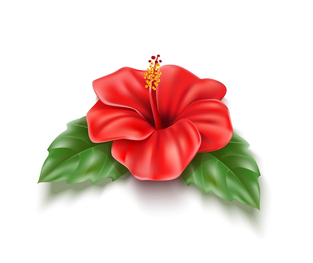 Vector rood hibiscus realistisch tropisch bloemblad