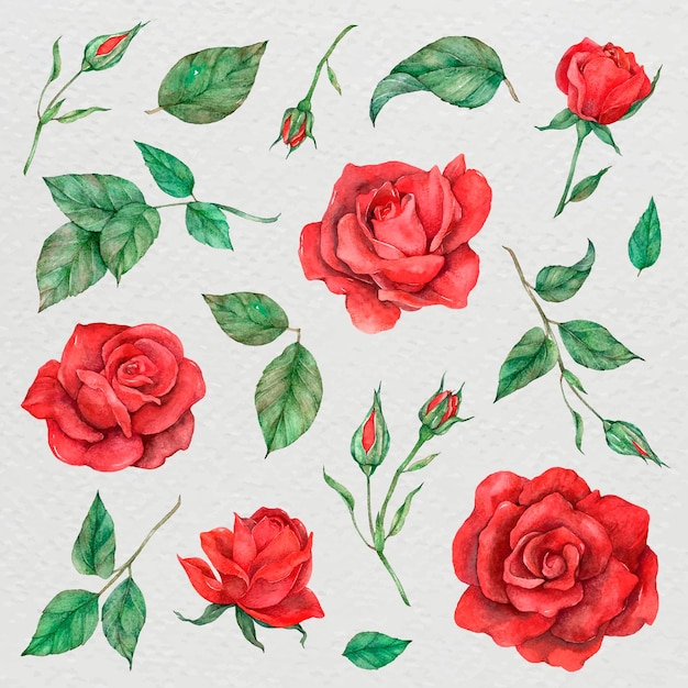 Vector vector rose and leaf collection