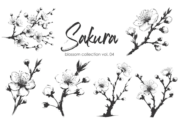 Vector sakura blossom branch collection Hand drawn illustration