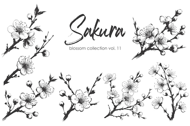 Vector vector sakura blossom branch collection hand drawn illustration