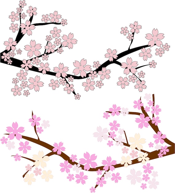 Vector sakura cherry blossom in japan