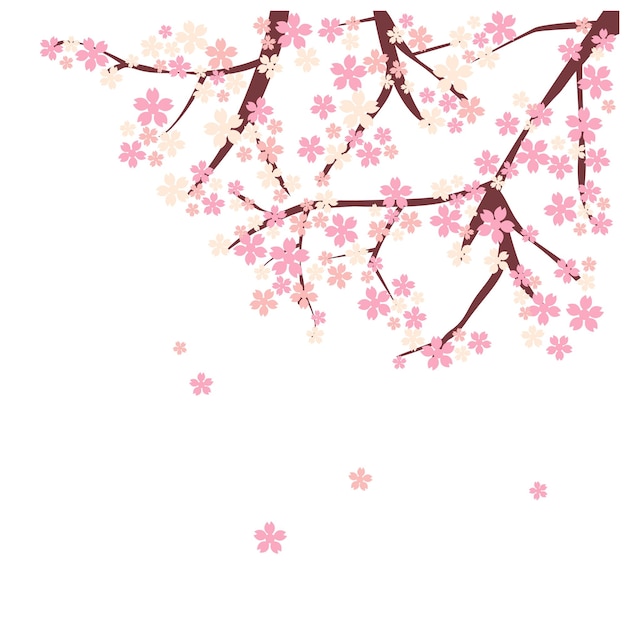vector sakura chreey blossom in japan