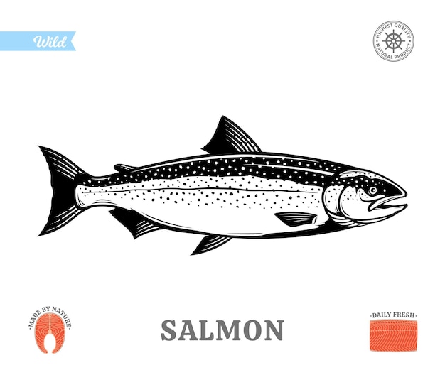 Vector vector salmon fish illustration