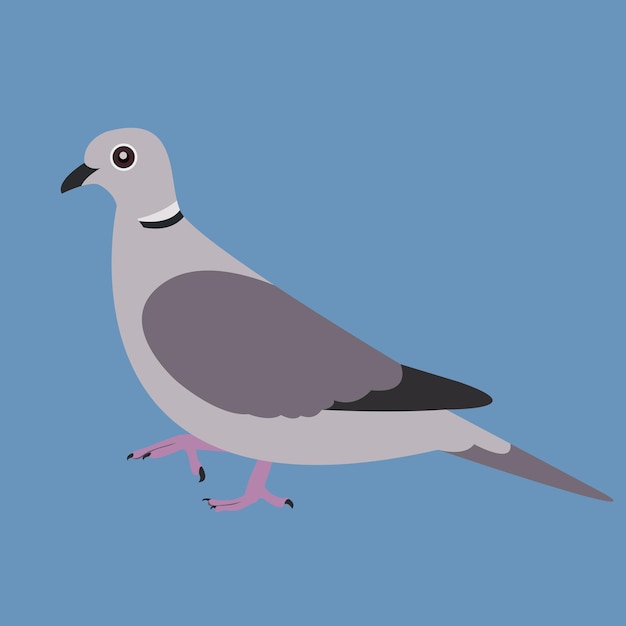 Vector vector schattige illustratie van euraziatische collared dove in geïsoleerde achtergrond