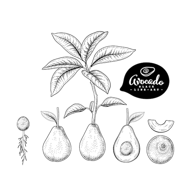 Vector schets avocado decoratieve set. Hand getrokken botanische illustraties