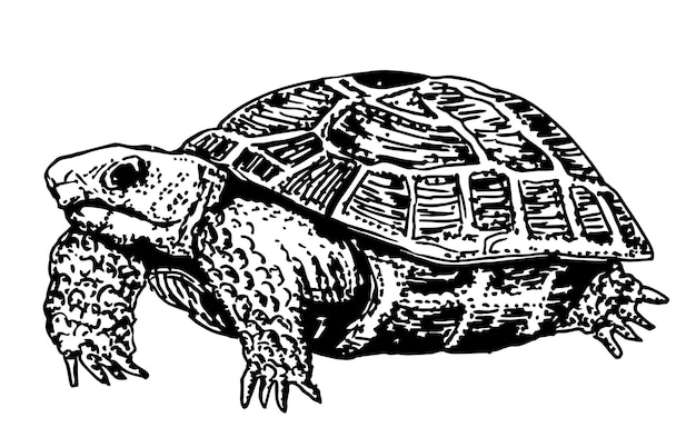 Vector schets gravure tekening van grote schildpad schildpad pictogram symbool premium kwaliteit geïsoleerde schildpad