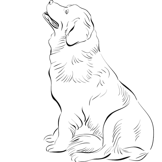 Vector schets hond Newfoundland hondenras zitten