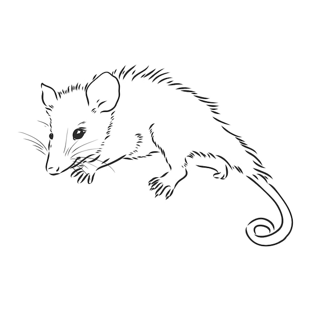 Vector schets opossum snuit opossum vectorillustratie