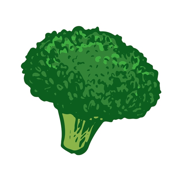 Vector schets van groene broccoli met de hand getekend kool gekleurde tekening van bloemkool op wit