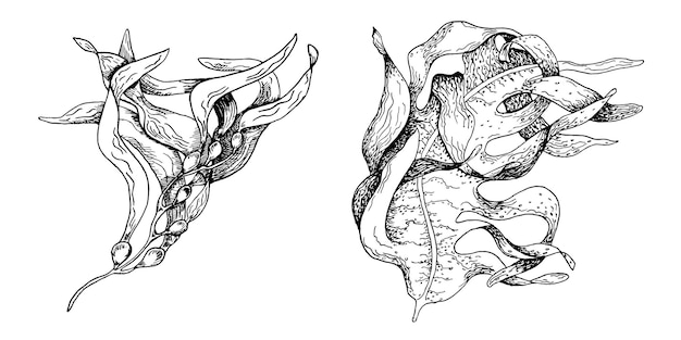 ベクトル ベクトル海植物インク手描きイラスト白い背景で隔離ラミナリア茶色昆布アスコフィルム海藻黒白い線パッケージ ラベル貿易包装のデザイン要素