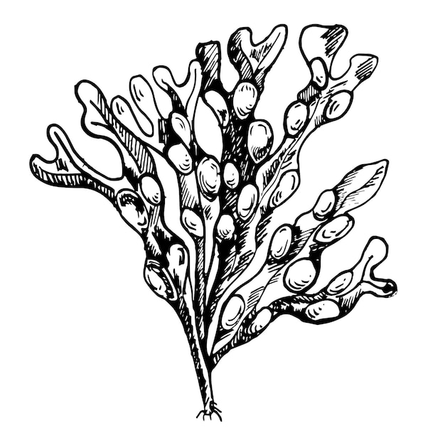 Illustrazione disegnata a mano con inchiostro di piante marine vettoriali isolata su bianco alghe di erbe ascophyllum kelp