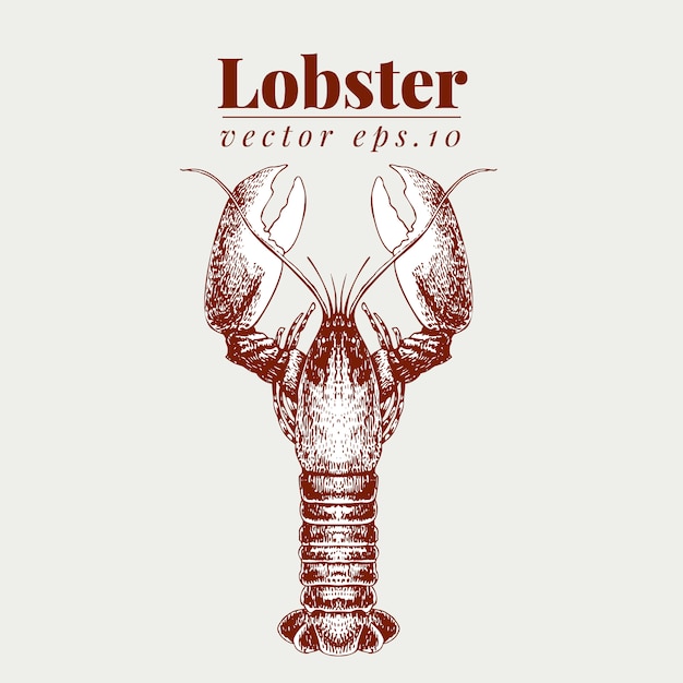 Vector seafood illustration. lobster vintage lillustration. hand drawing sketch omar.