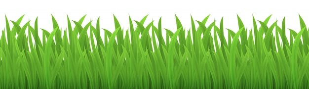 Vector vector seamless image of green grass