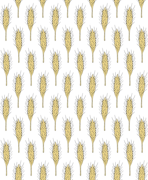 Vector seamless pattern of hand drawn wheat spica