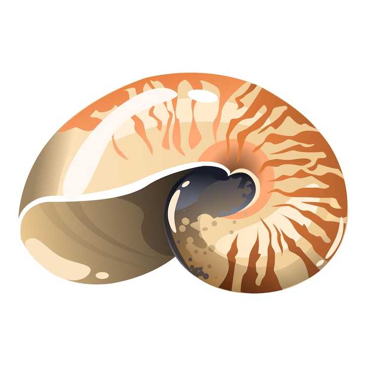 Vector vector seashell10