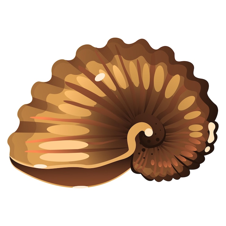 Vector vector seashell9