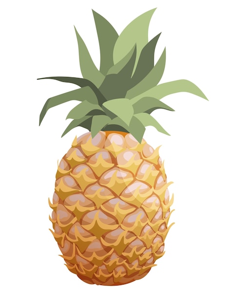 Vector vector semi realistische geïsoleerde ananas fruit, hele ananas met bladeren. witte achtergrond
