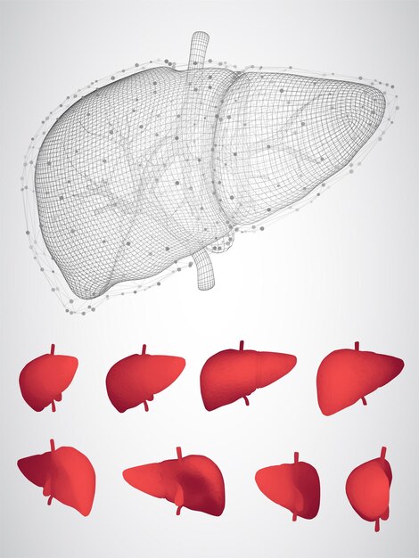 Векторный набор 3D-изображений печени человека
