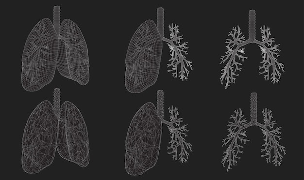 Vector set 3D longen en bronchus geïsoleerd op witte achtergrond Element voor medisch ontwerp