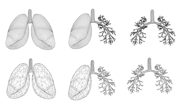 Vector set 3D longen en bronchus geïsoleerd op witte achtergrond Element voor medisch ontwerp