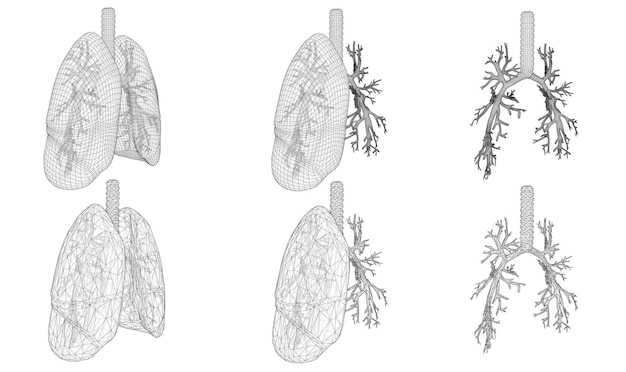 Vector set 3D longen en bronchus geïsoleerd op witte achtergrond Element voor medisch ontwerp