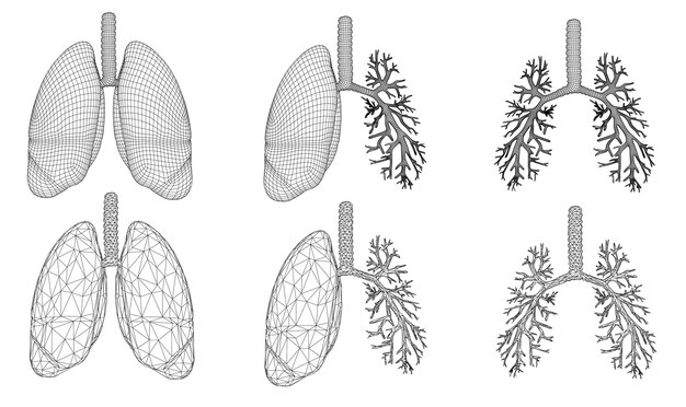 Векторный набор 3d легких и бронхов, изолированных на белом фоне элемент медицинского дизайна