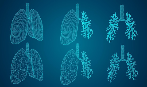 Vector set 3D lungs and bronchus on color background Element for medical design