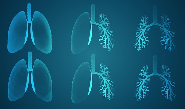 Vector set 3D lungs and bronchus on color background Element for medical design