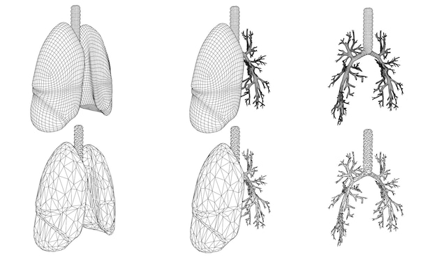 Векторный набор 3D легких и бронхов, изолированных на белом фоне Элемент медицинского дизайна