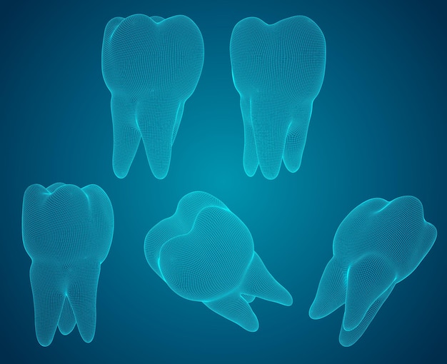 Vector set of 3d teeth for dental medicine