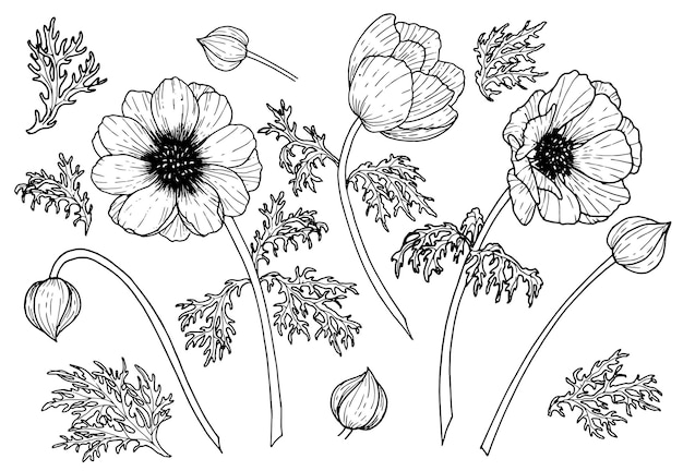 Vector vector set of anemone flowers hand drawn floral illustration of plants with leaves and buds on isolated background in outline style black botanical drawing linear sketch for wedding invitations