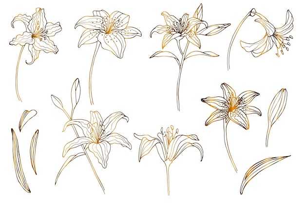 Vector set art deco gouden lelie bloem