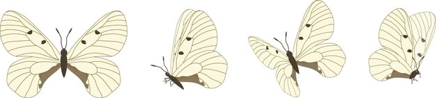 Insieme di vettore di belle farfalle colorate su sfondo bianco