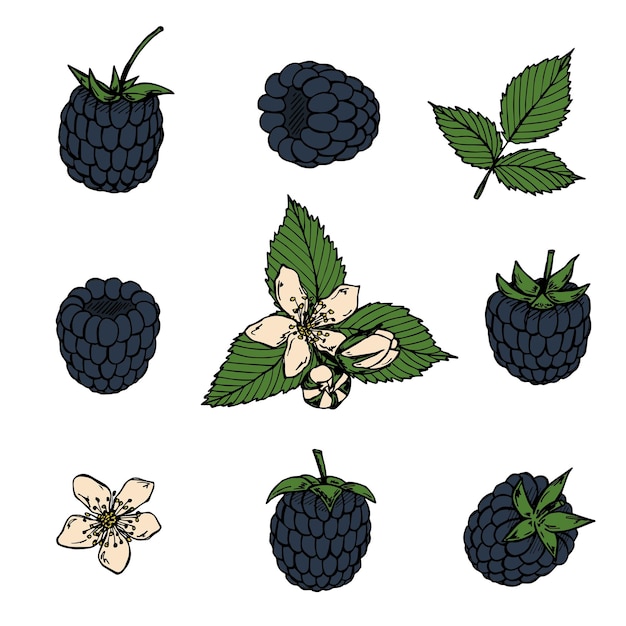 Vettore set vettoriale di clipart mora icona bacca disegnata a mano illustrazione della frutta per la stampa del logo dell'arredamento del web design