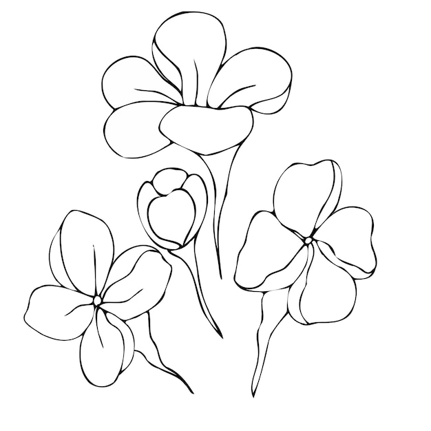 Vector set bloemen en knop van plumeria zwart-wit patroon Botanische illustratie hand tekening