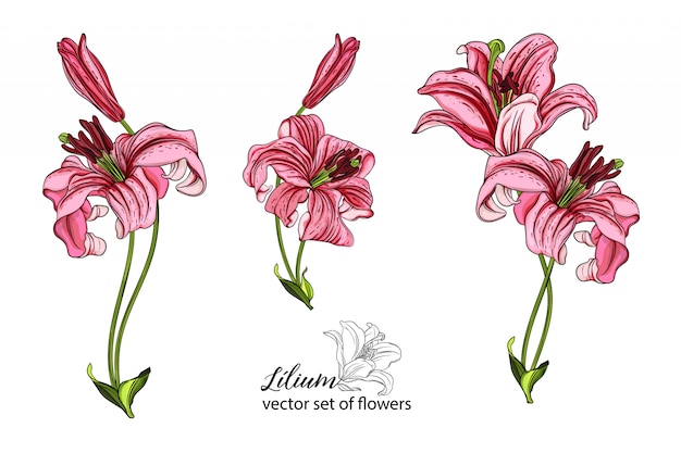 Vector vector set bloemen en lily toppen.