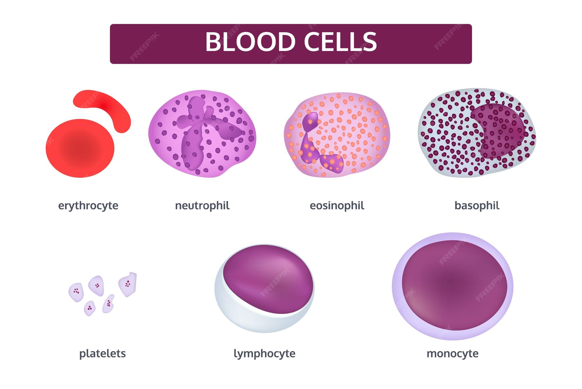 Premium Vector Vector set of blood cells white blood cells basophil
