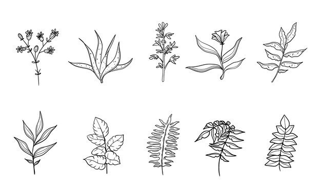 Vector vector set of botanical leaf doodle wildflower line art isolate on white background