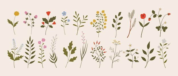 Vector set of botanical vintage wild herbs flowers branches leaves