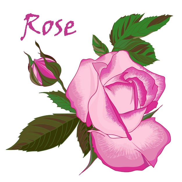 Insieme di vettore dei mazzi di rose rosa