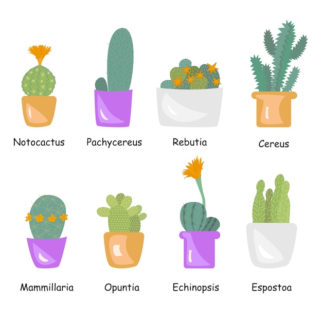 Vector set of cacti. Indoor cactus in flat style. Cute green cactus in flower pots.