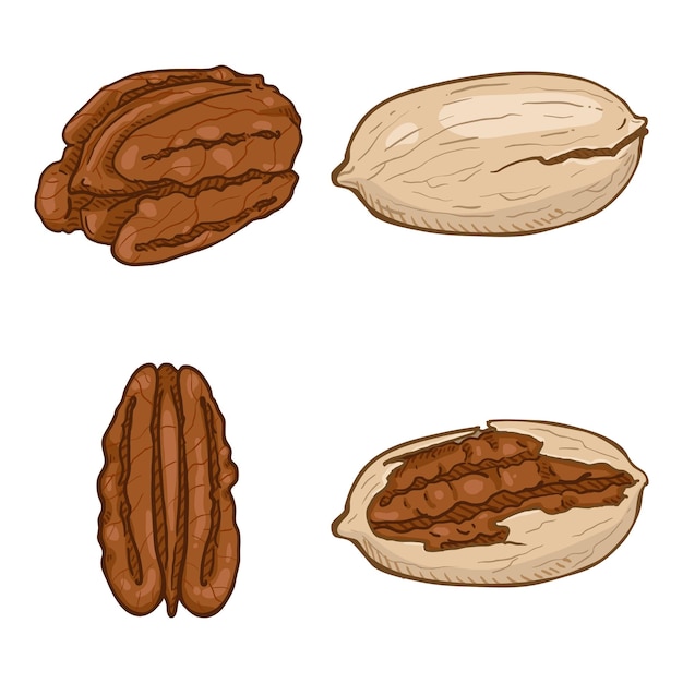 Vector vector set of cartoon color pecan nuts