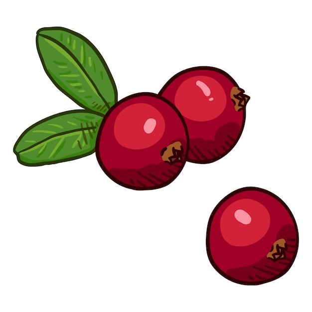 Vector Set of Cartoon Cowberry