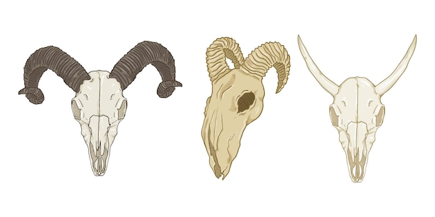 Vector vector set of cartoon horned animal skulls