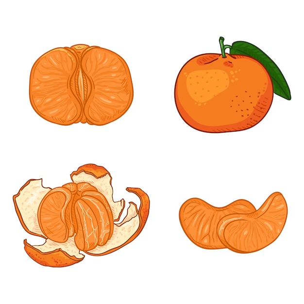 Vector vector set cartoon oranje mandarijnen geheel gepeld en gesneden