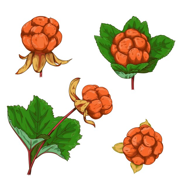 Vector vector set of cloudberries isolated on white background